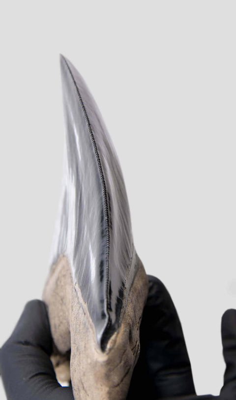 rare 6 inch megalodon shark teeth for sale at vosso.co.uk on bronze stand for fossil display