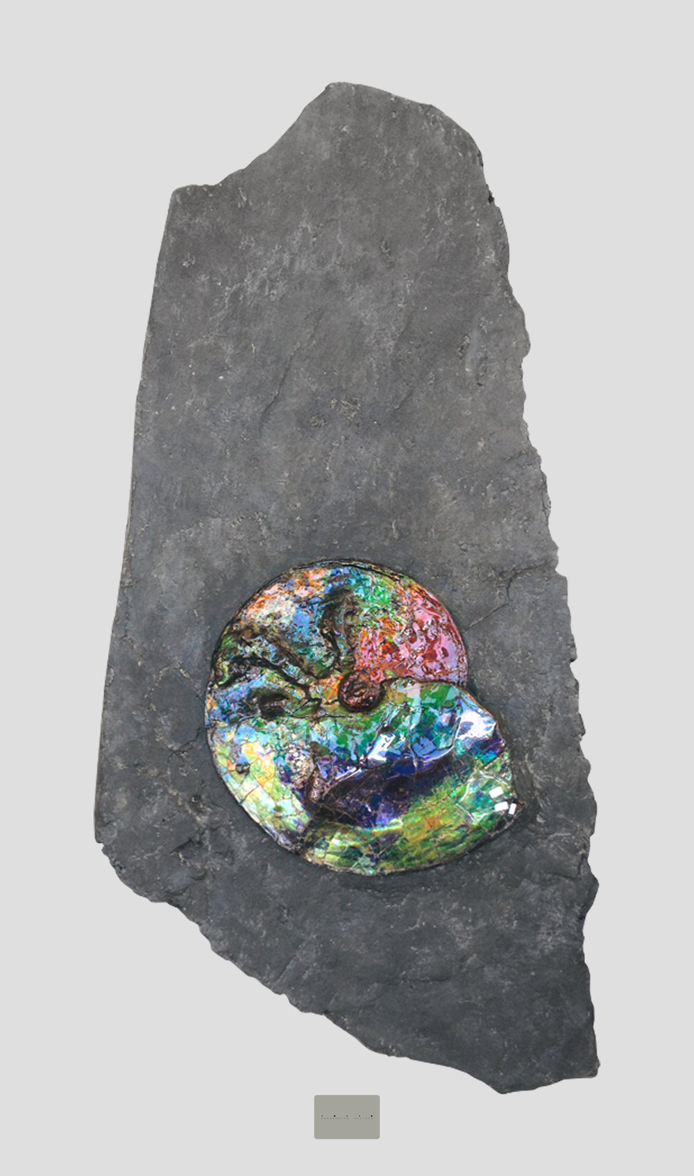 V® \ Rare Ammonites \ Heteromorph \ Opalescent Cleoniceras