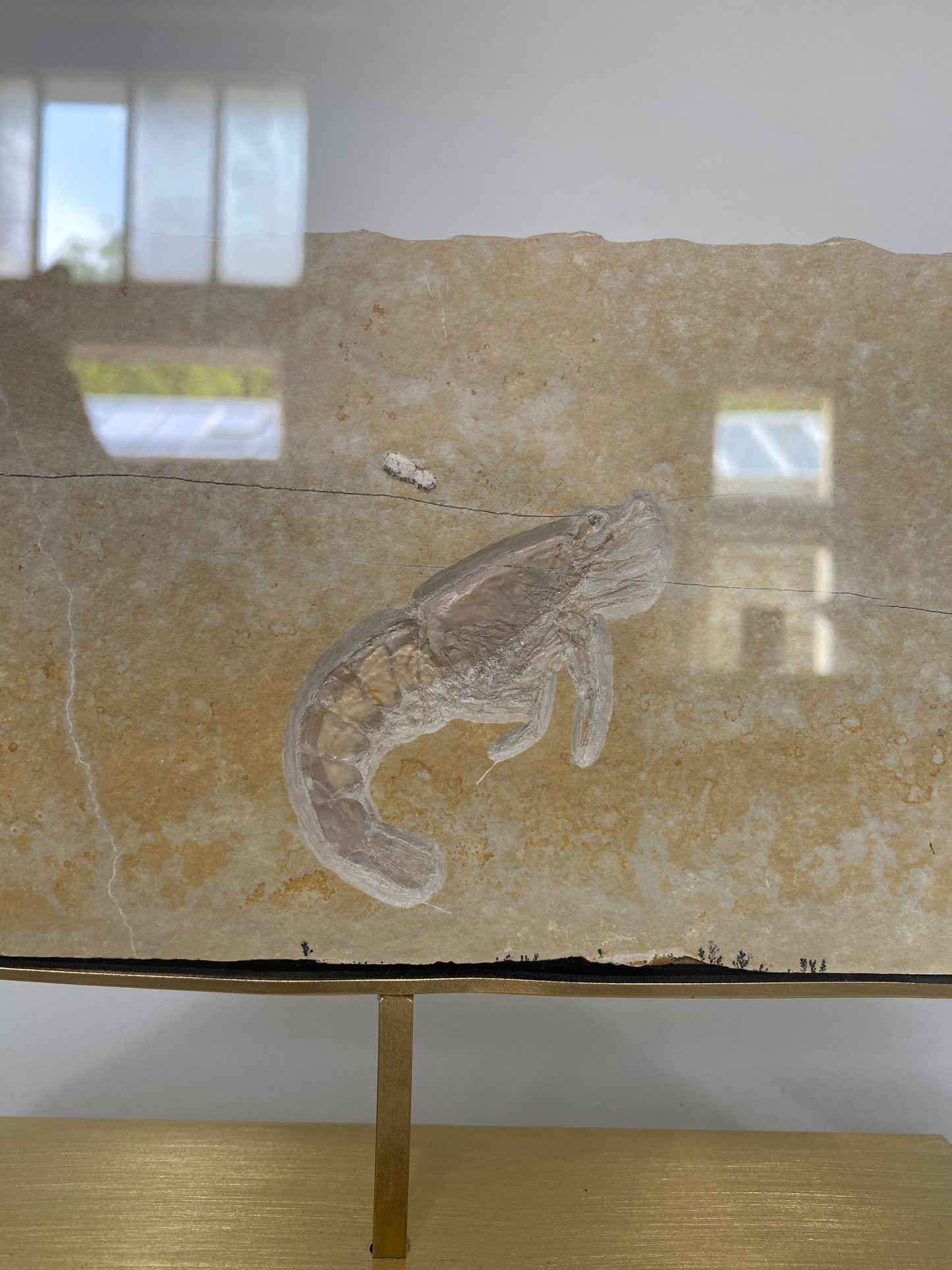 Fossil Acanthochirana Longiceps Shrimp