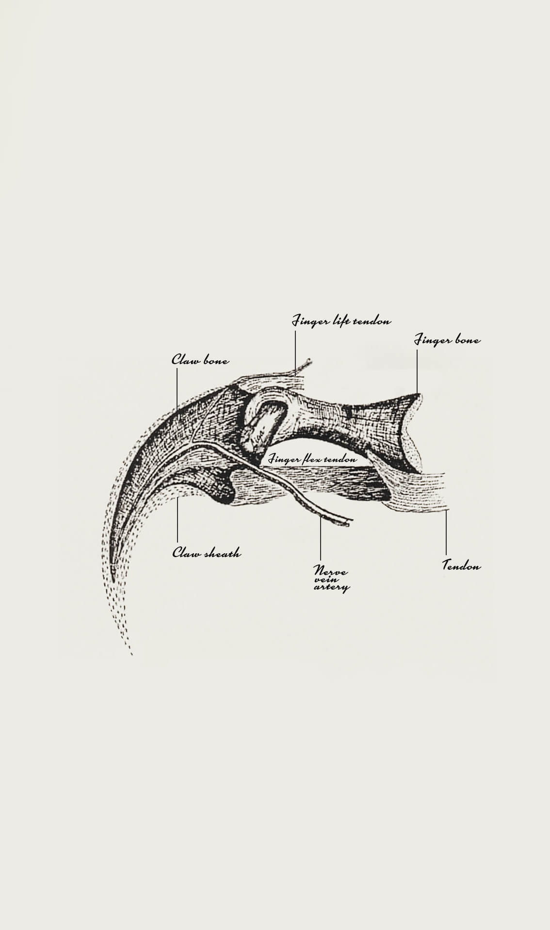 Raptor Deltadromeus Agilis Claw [Delta Runner] 58mm‎‎‎‎