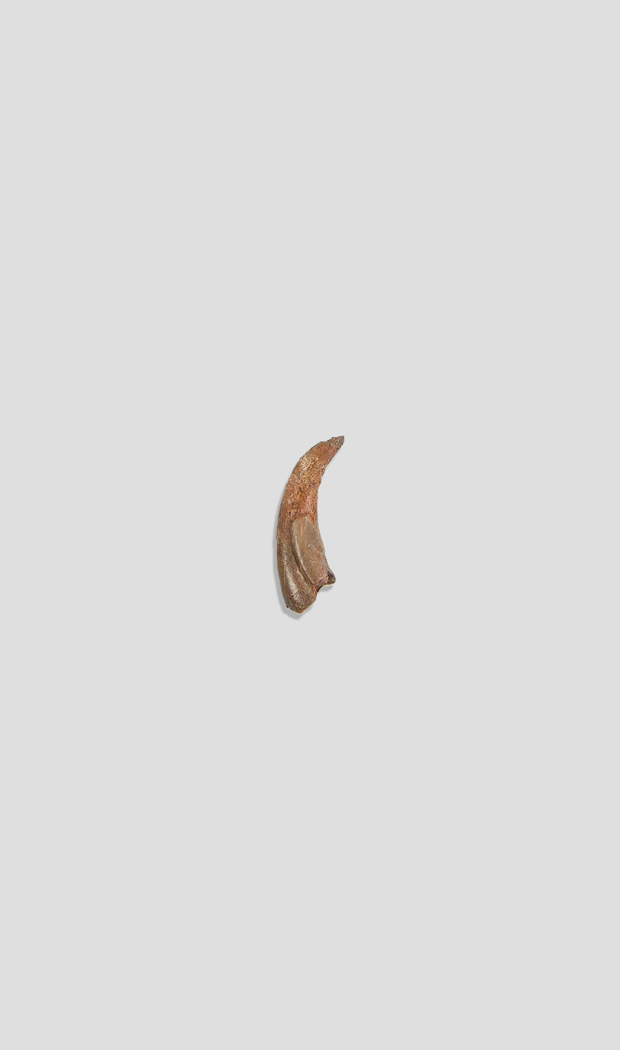 Raptor Deltadromeus Agilis Claw [Delta Runner] 58mm‎‎‎‎