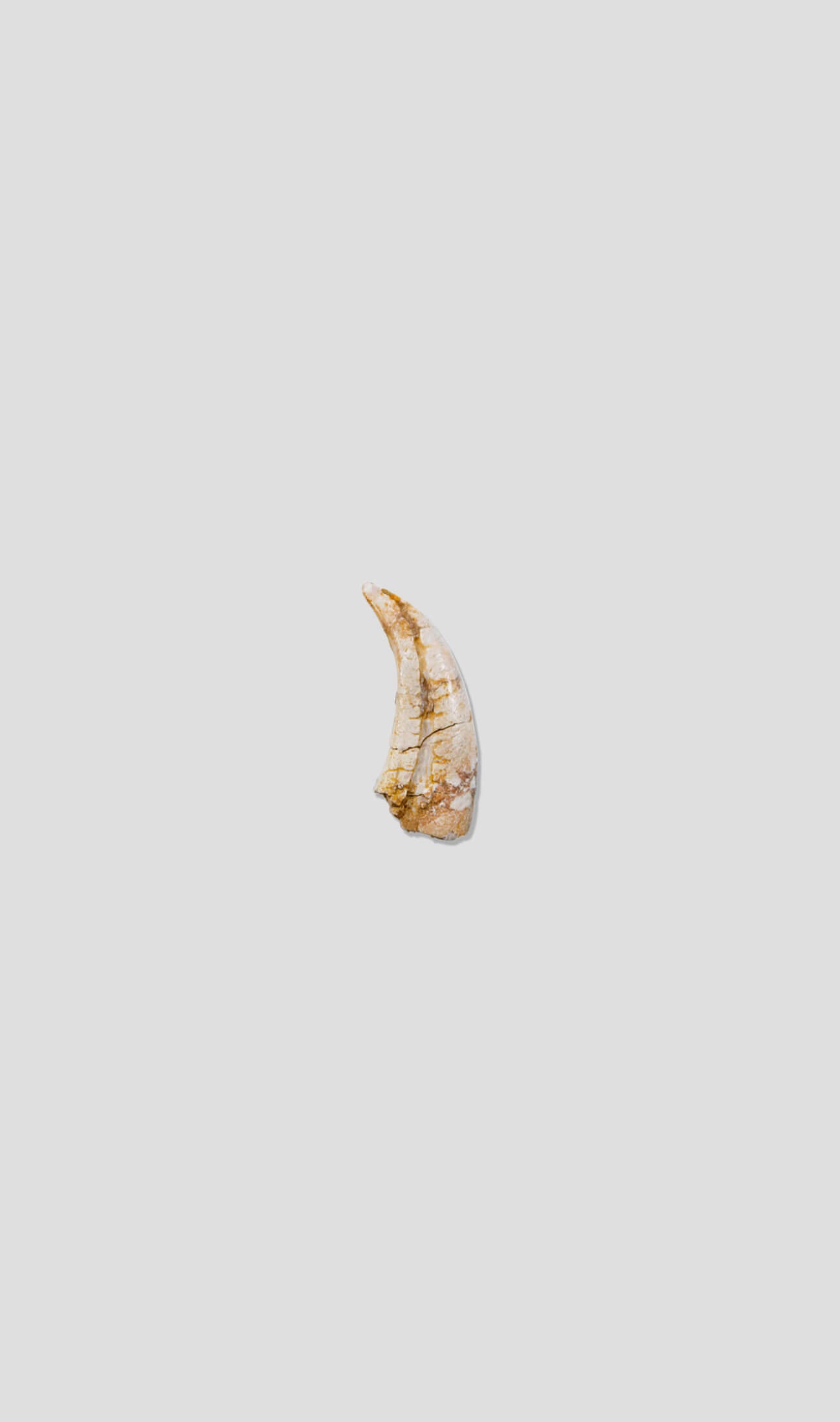 Feathered Raptor Dromaeosaur Claw 32mm‎‎‎‎