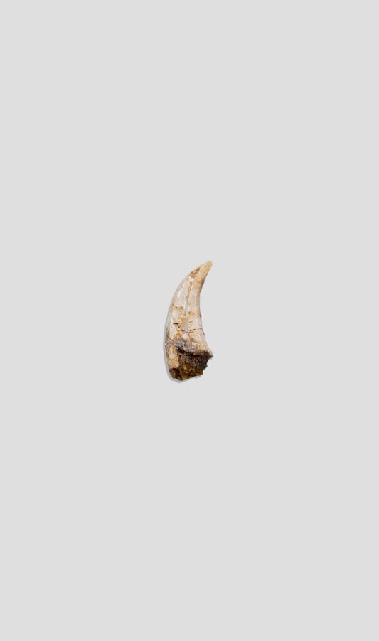 Feathered Raptor Dromaeosaur Claw 32mm‎‎‎‎