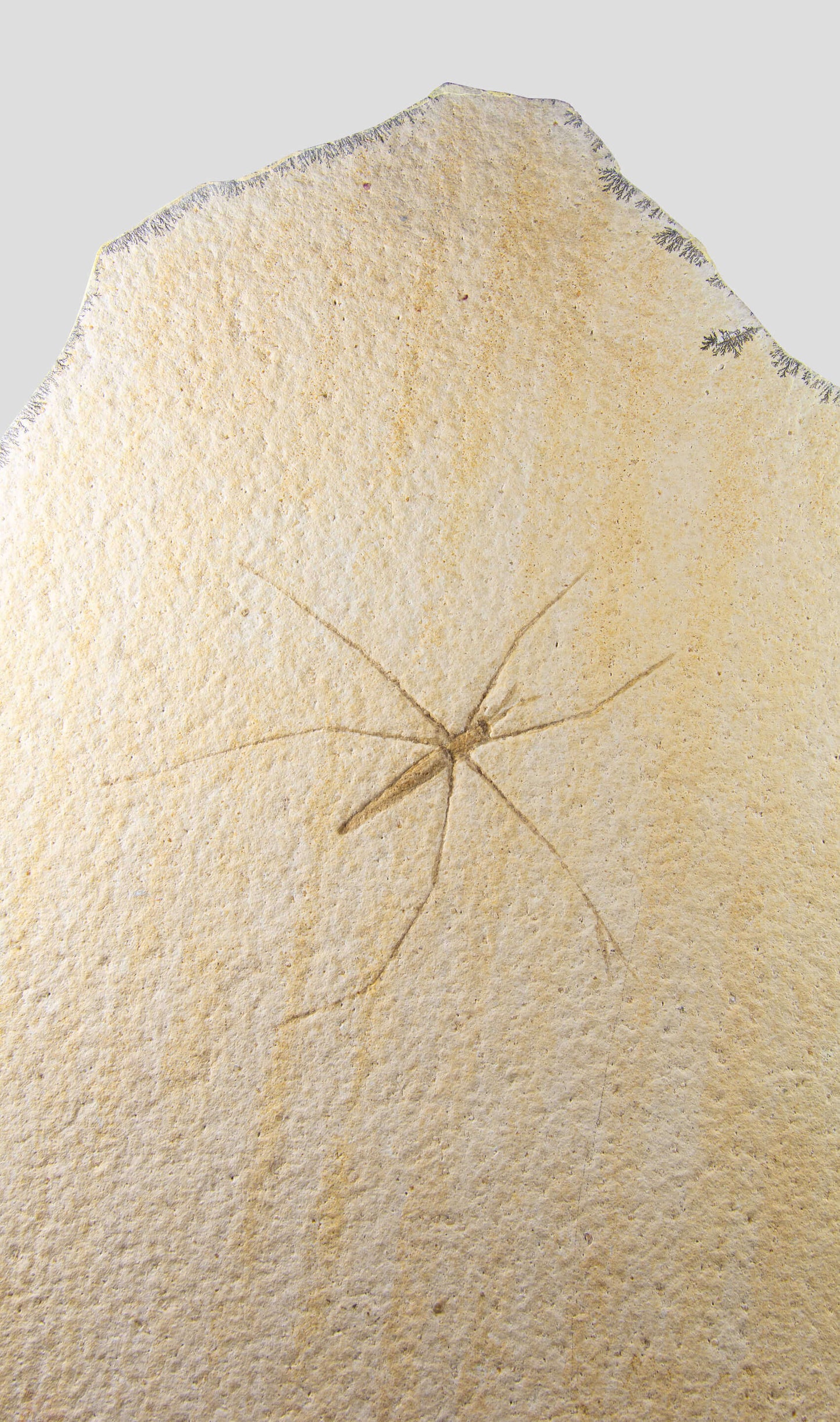 Fossil Chresmoda obscura; Gerridae Water Strider