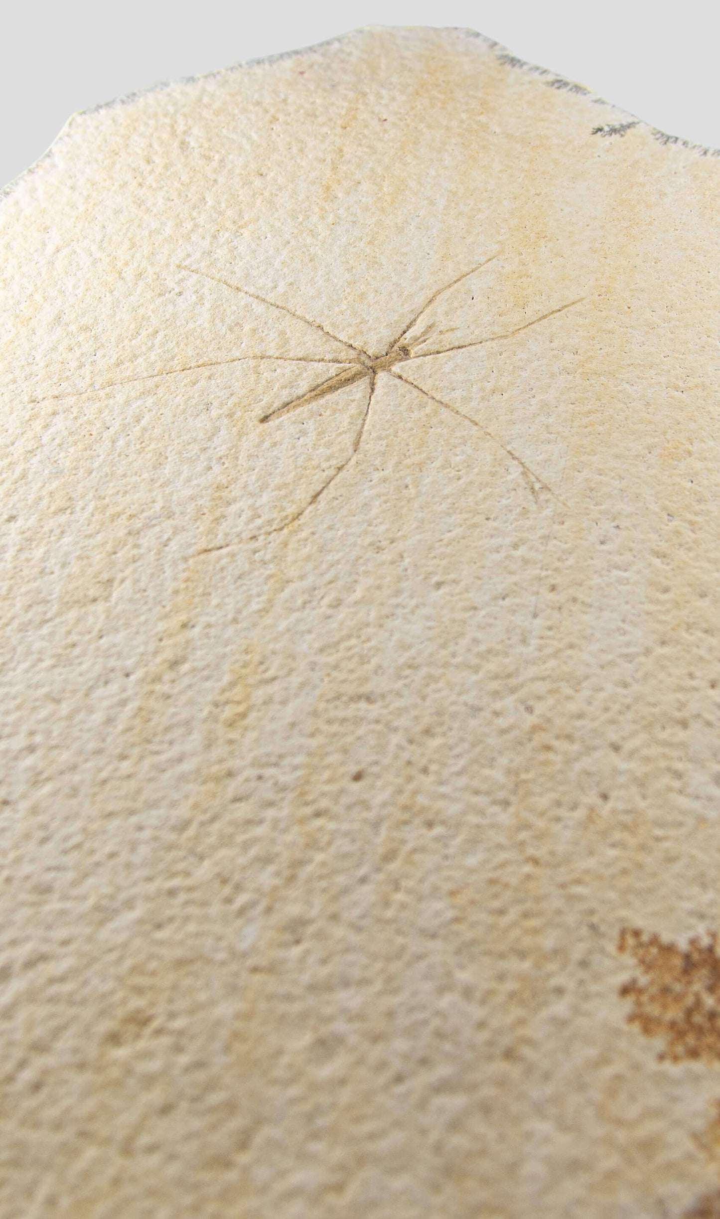 Fossil Chresmoda obscura; Gerridae Water Strider