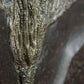 Seirocrinus subangularis Pyrite Sea Lily in Black Holzmaden Shale 1.8M [RARE]