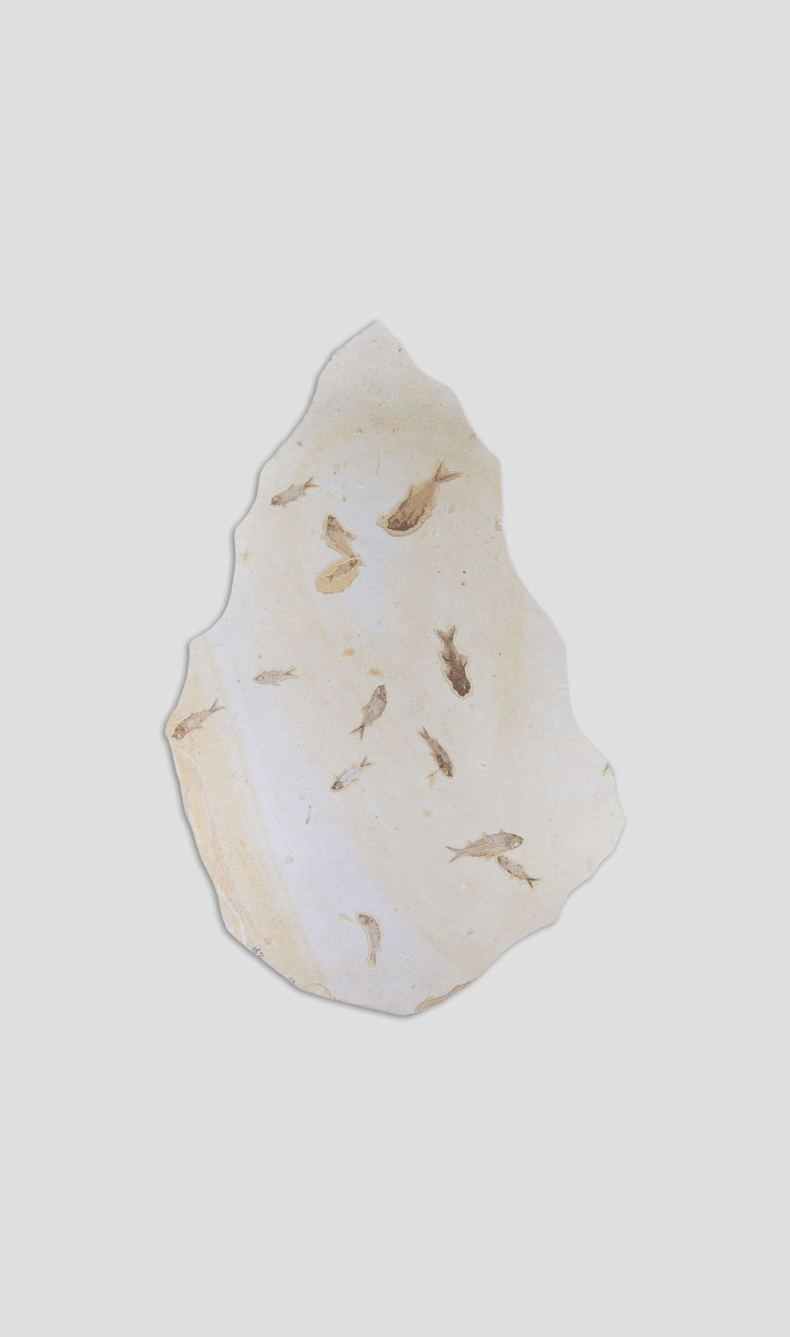 larger fossil knight fish plate