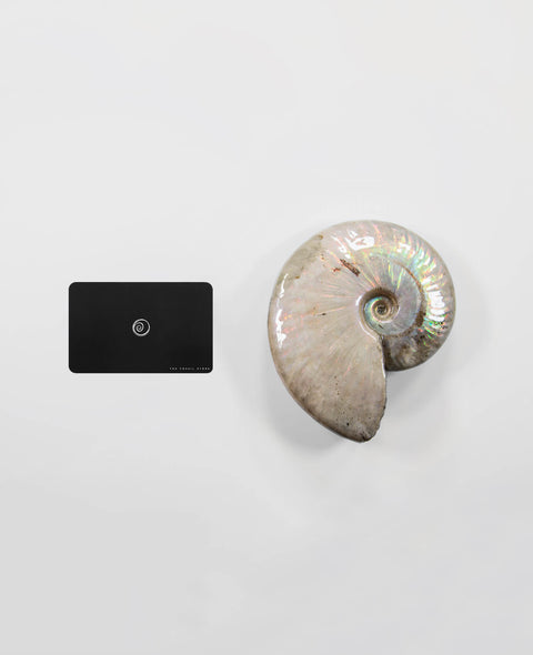 Ammonite Cleoniceras .Opal