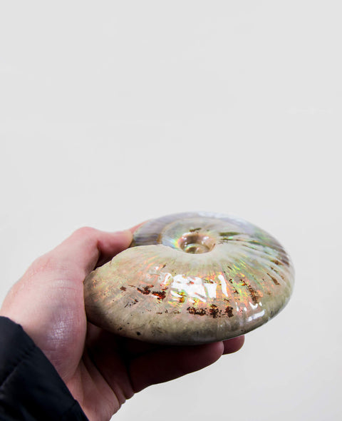 Ammonite Cleoniceras .Opal