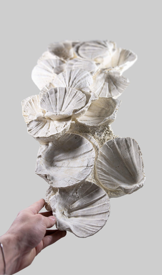 V® Lattissima Pecten Shell Wall Series 700 [RARE]