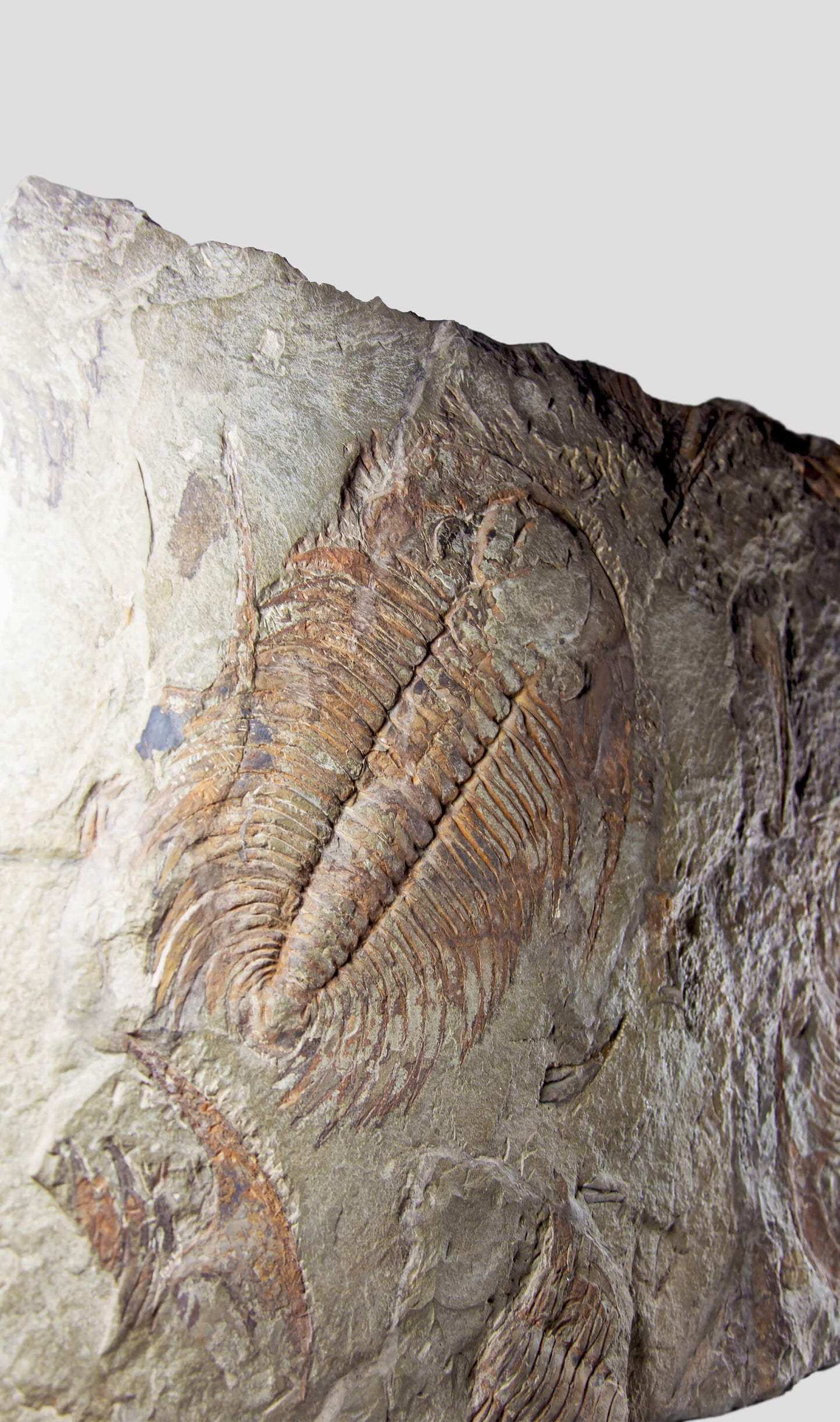 paradoxides trilobite monumental fossil wall plate for fossil home interiors