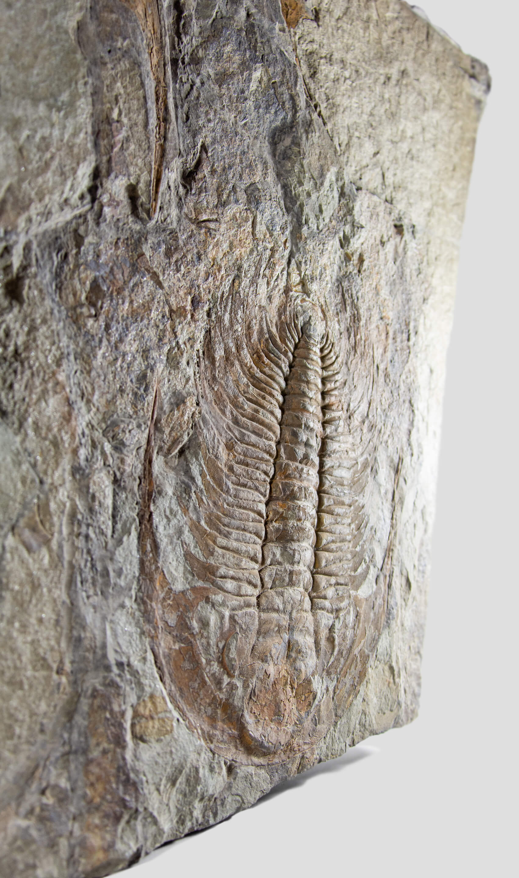 paradoxides trilobite monumental fossil wall plate for fossil home interiors