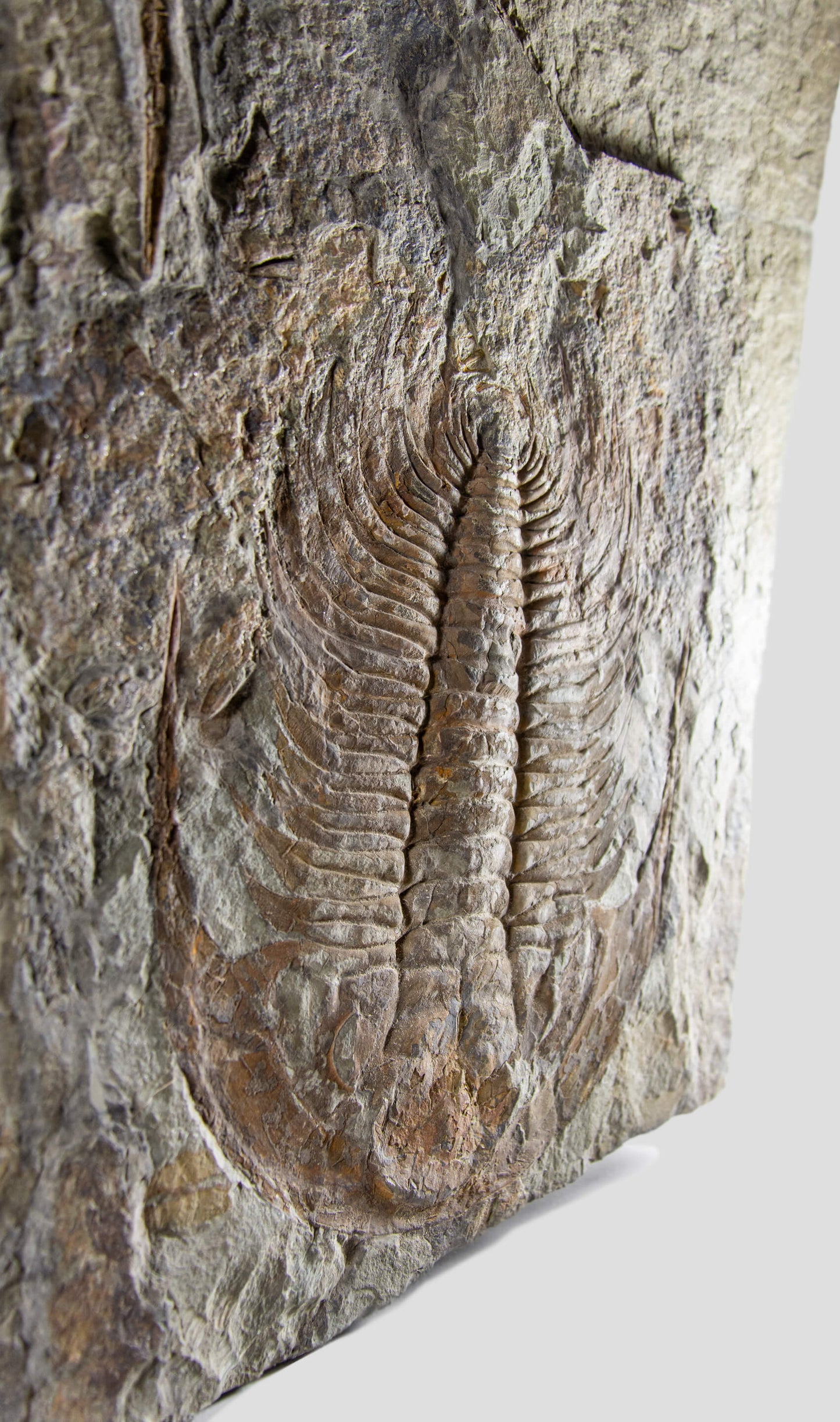 paradoxides trilobite monumental fossil wall plate for fossil home interiors