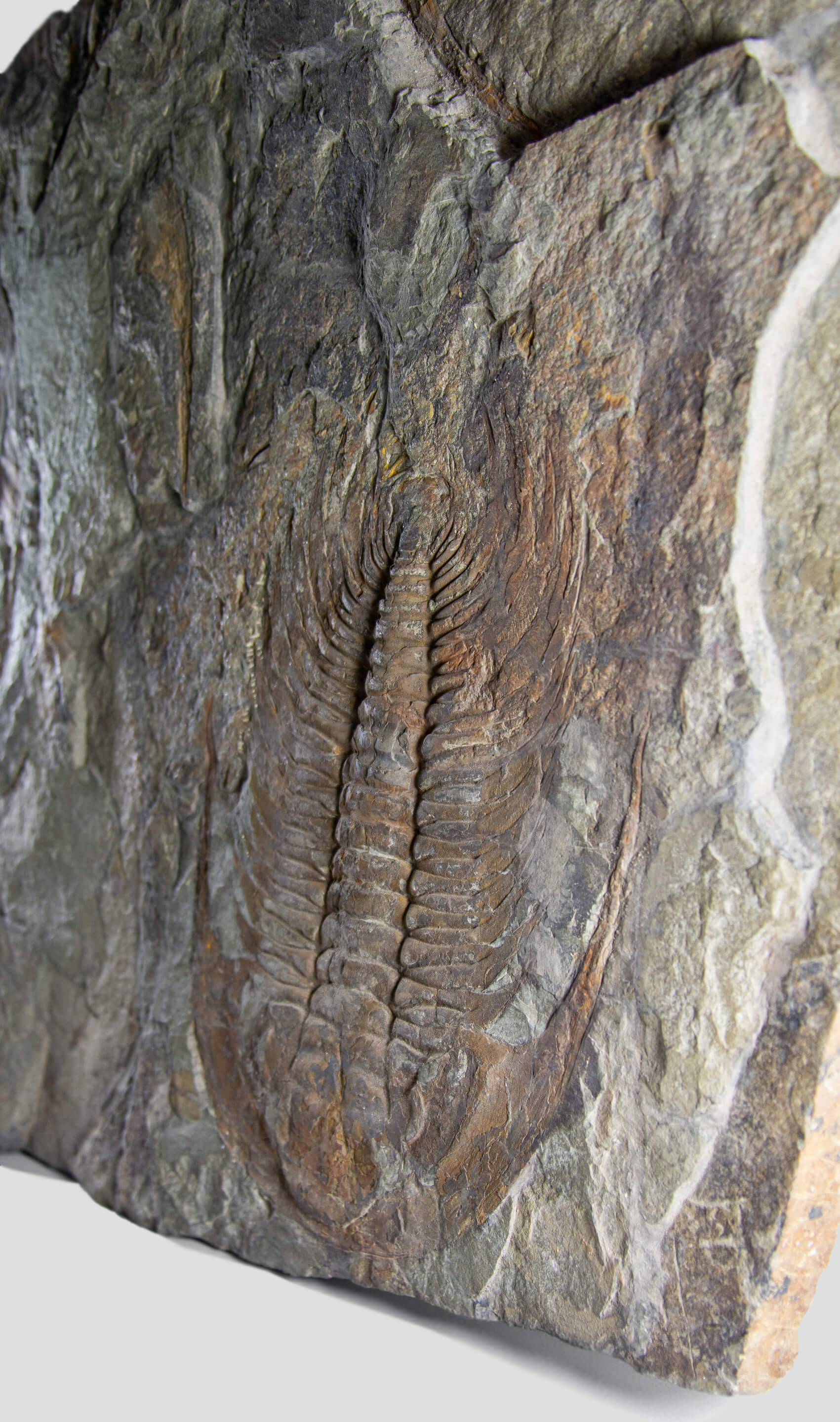 paradoxides trilobite monumental fossil wall plate for fossil home interiors