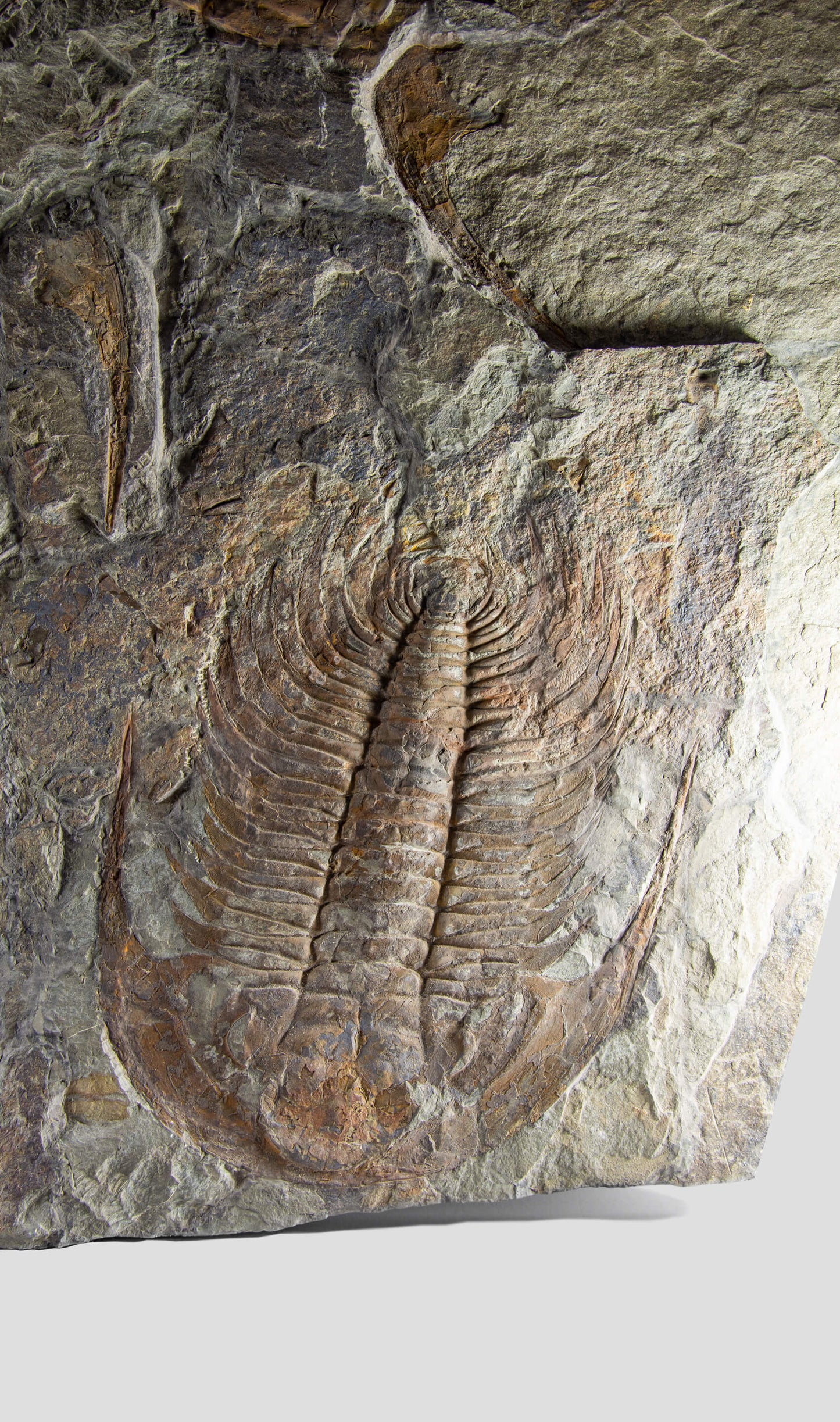 paradoxides trilobite monumental fossil wall plate for fossil home interiors