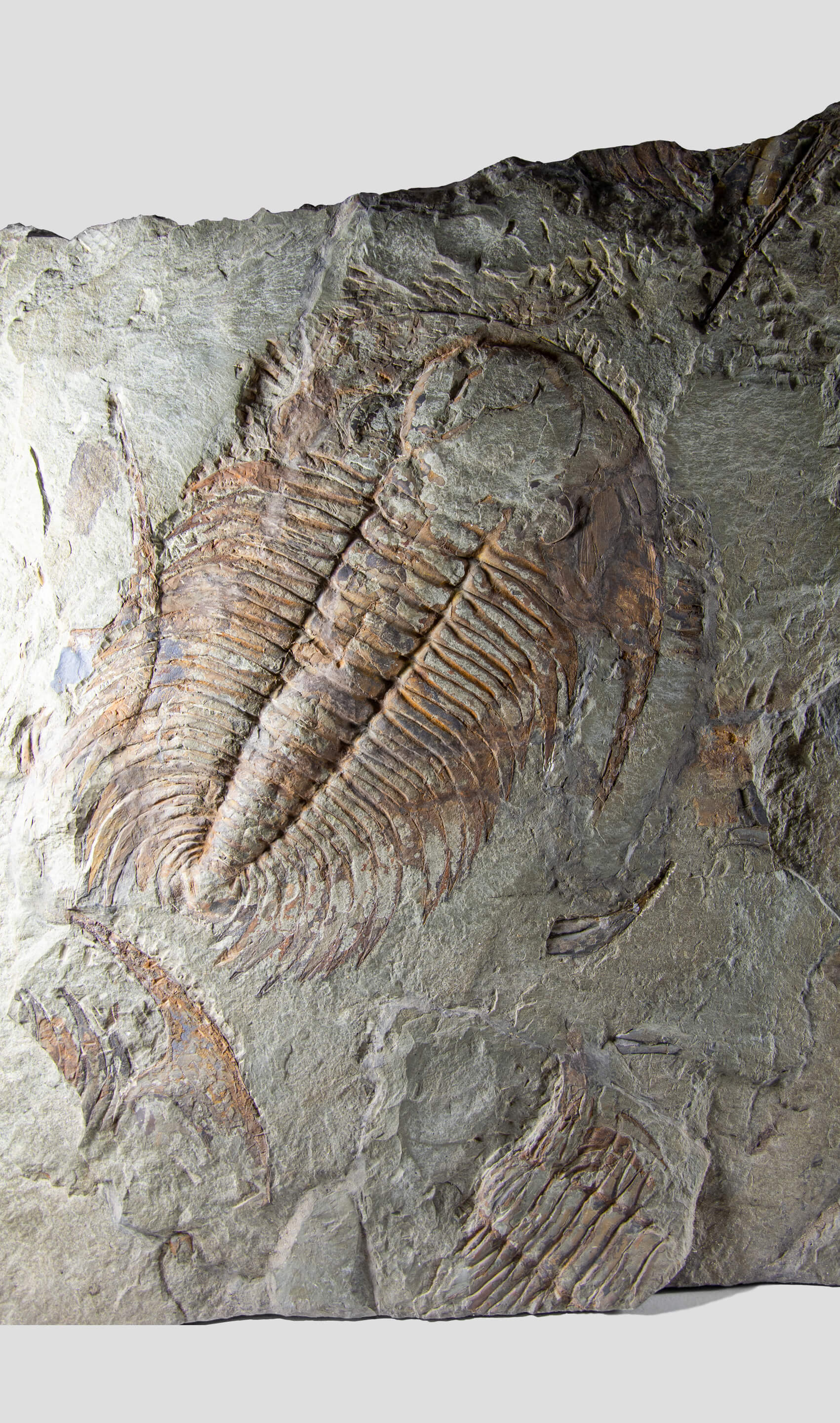 paradoxides trilobite monumental fossil wall plate for fossil home interiors