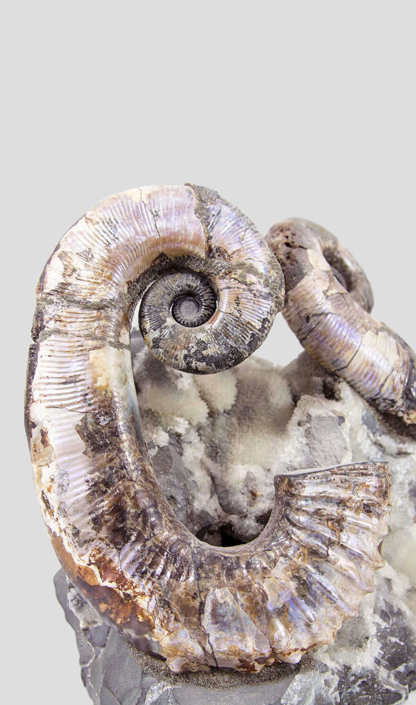 Audoliceras opal ammonites