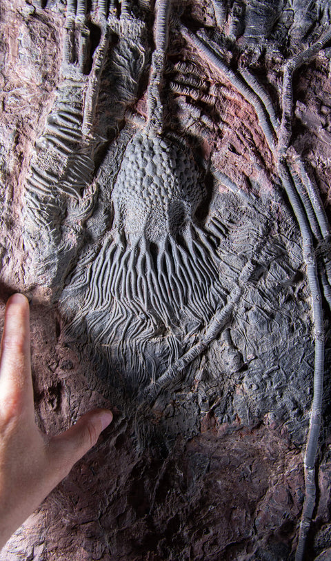 Saharan sea fossil lily plates 36