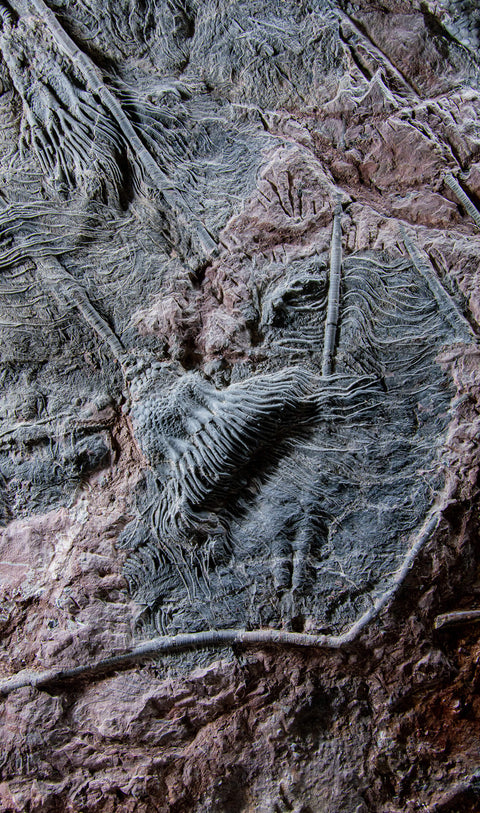 Saharan sea fossil lily plates 53
