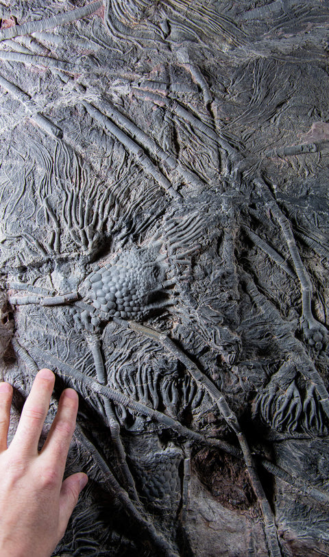 Saharan sea fossil lily plates 47