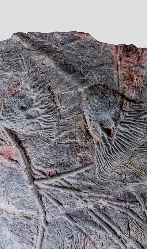 Saharan sea fossil lily plates 1
