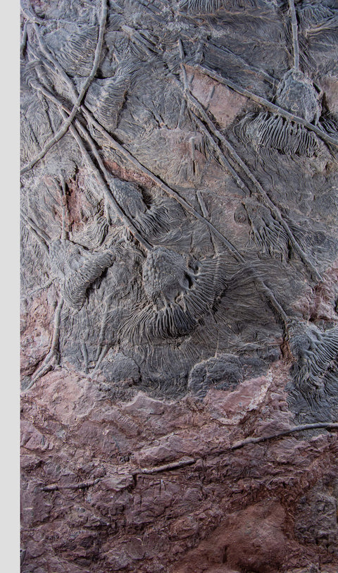Saharan sea fossil lily plates 43
