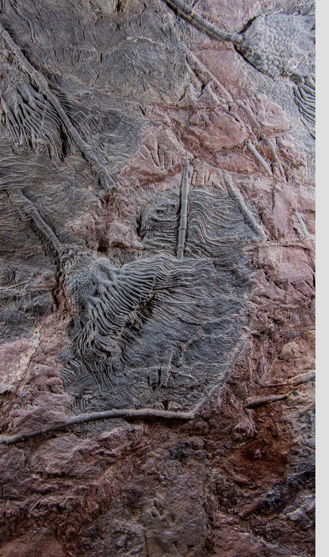Saharan sea fossil lily plates 42