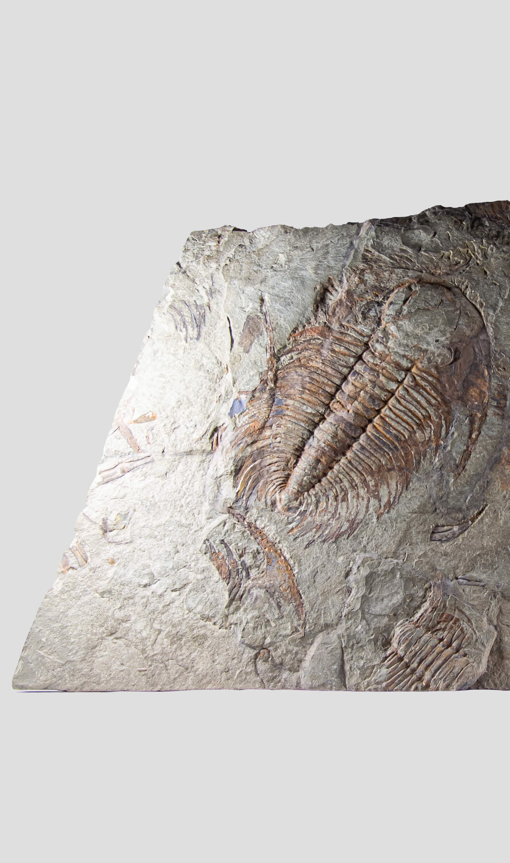 paradoxides trilobite monumental fossil wall plate for fossil home interiors