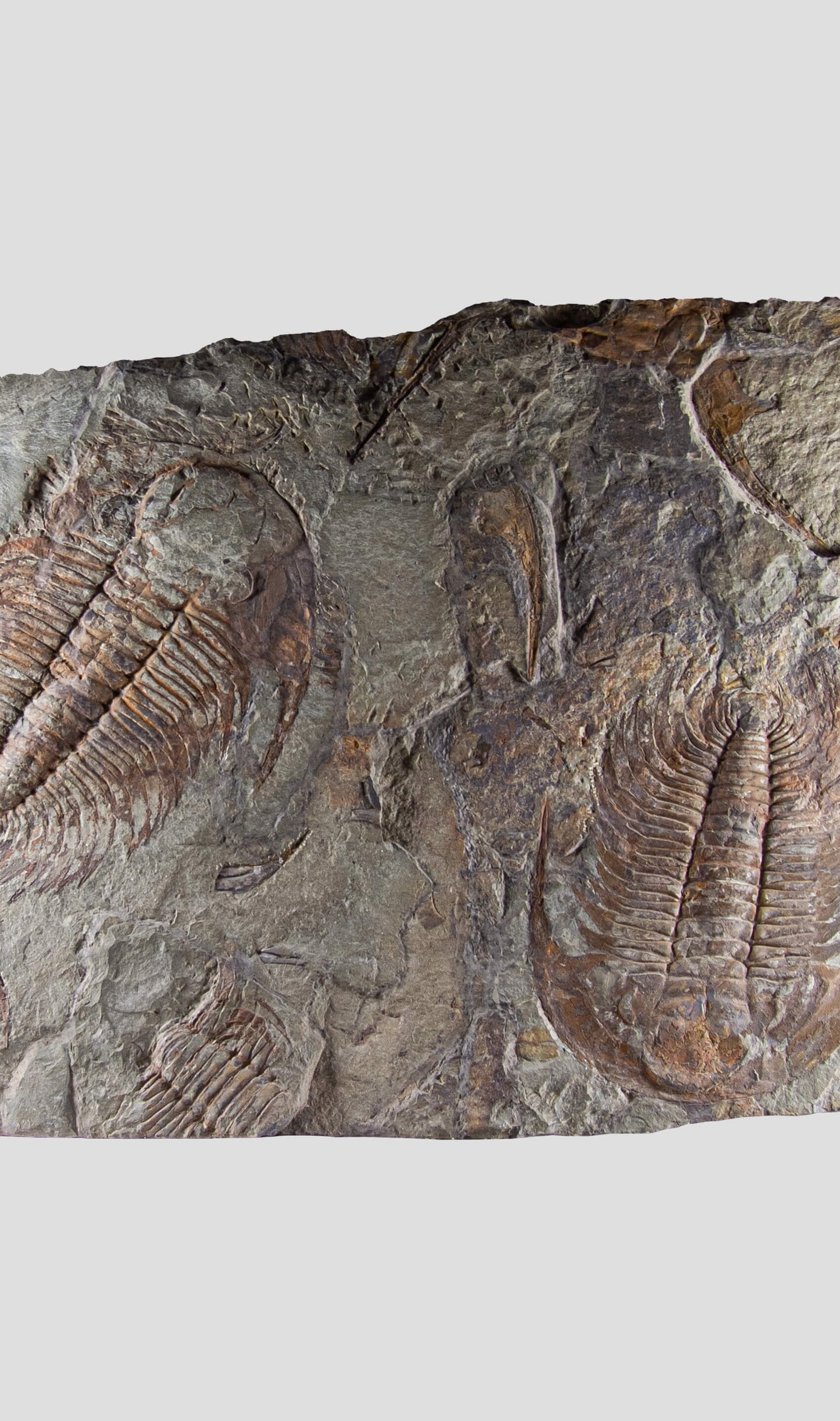 paradoxides trilobite monumental fossil wall plate for fossil home interiors