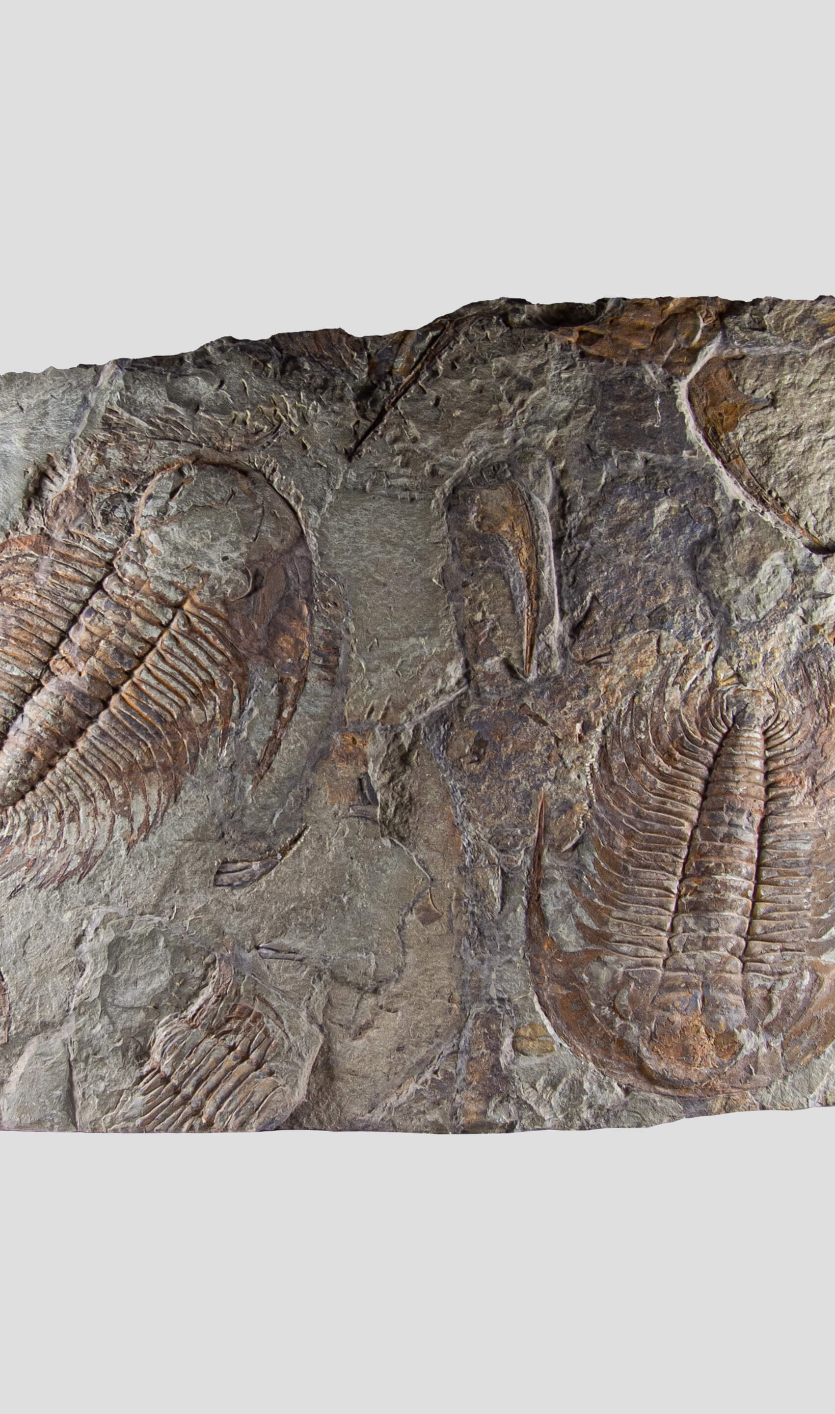 paradoxides trilobite monumental fossil wall plate for fossil home interiors