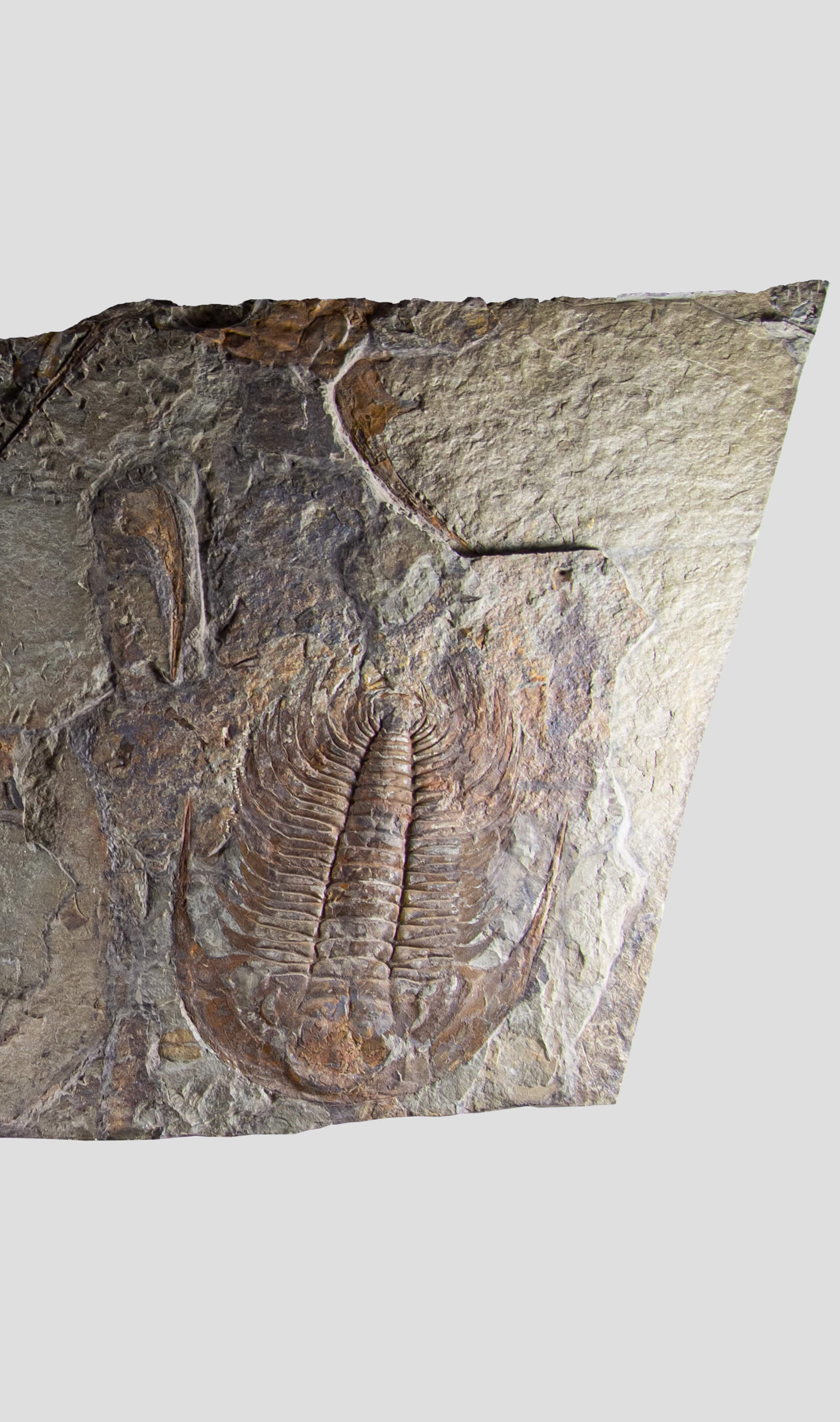 paradoxides trilobite monumental fossil wall plate for fossil home interiors