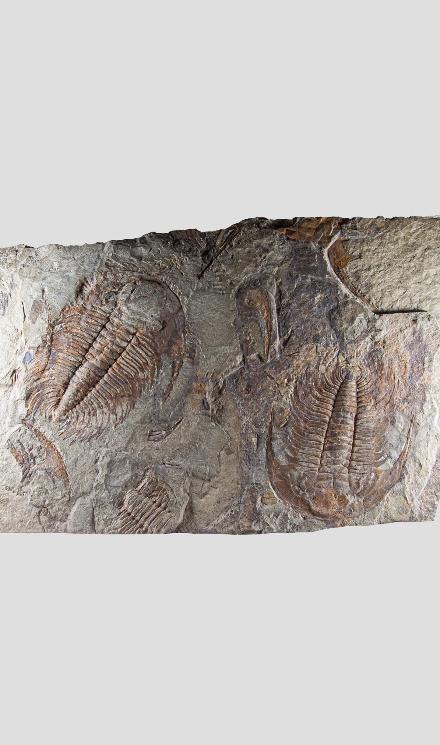 paradoxides trilobite monumental fossil wall plate for fossil home interiors