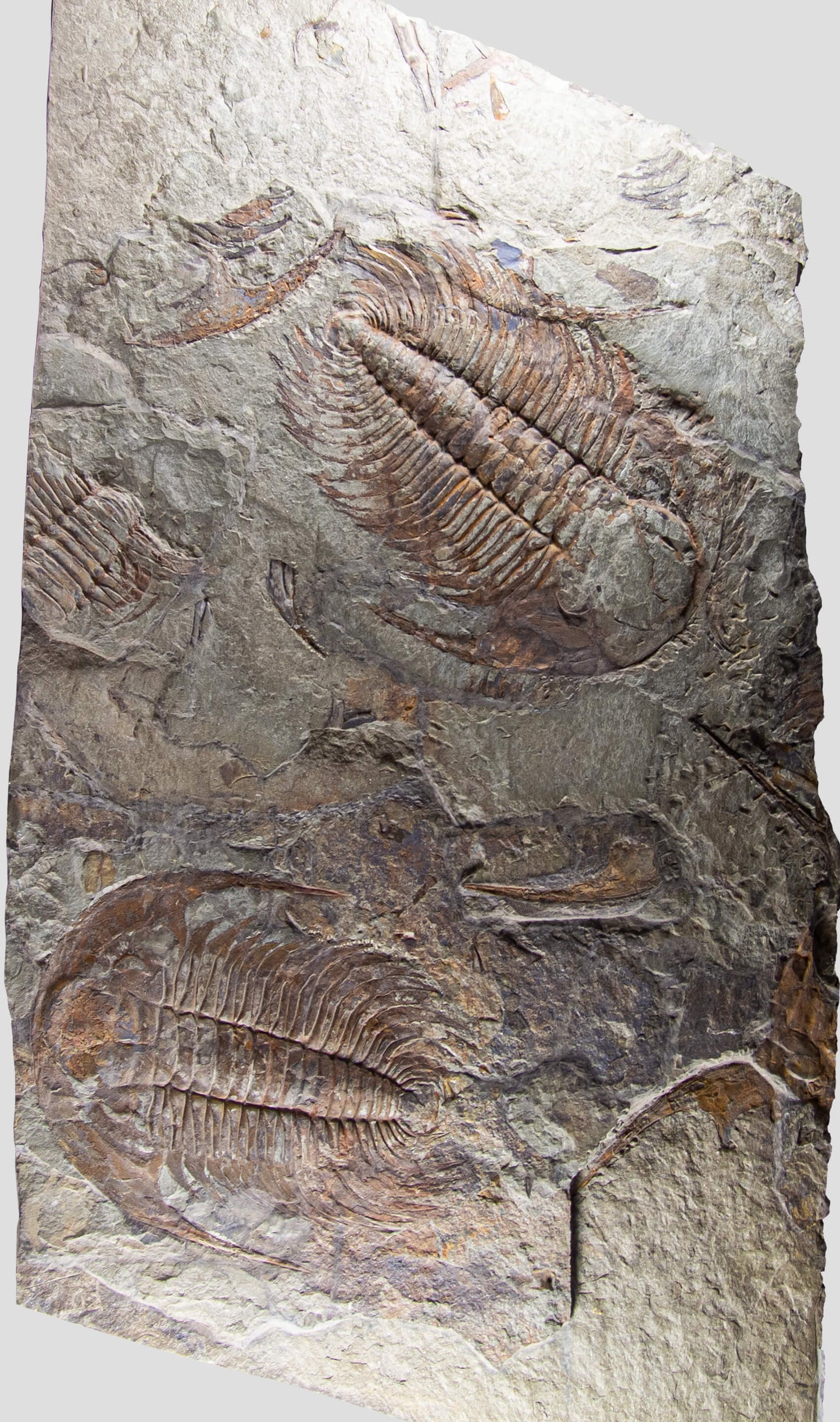 paradoxides trilobite monumental fossil wall plate for fossil home interiors