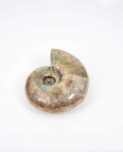 Ammonite Desmoceras .Azure