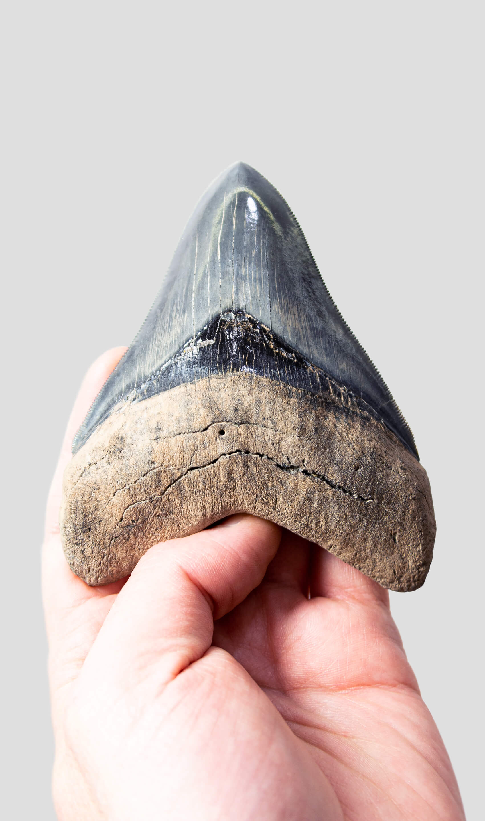 A real A grade 4.44 inch Megalodon shark tooth for sale