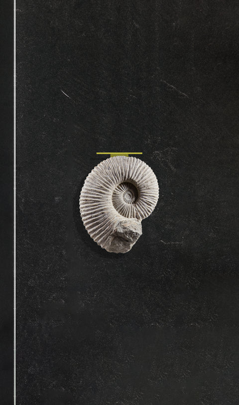 ◾ V® Mantelliceras Ammonite Wall Table 300