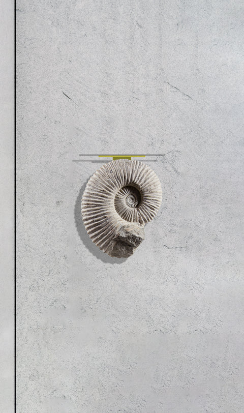◾ V® Mantelliceras Ammonite Wall Table 300
