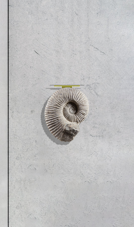 Ammonite wall table in brass and stainless steel