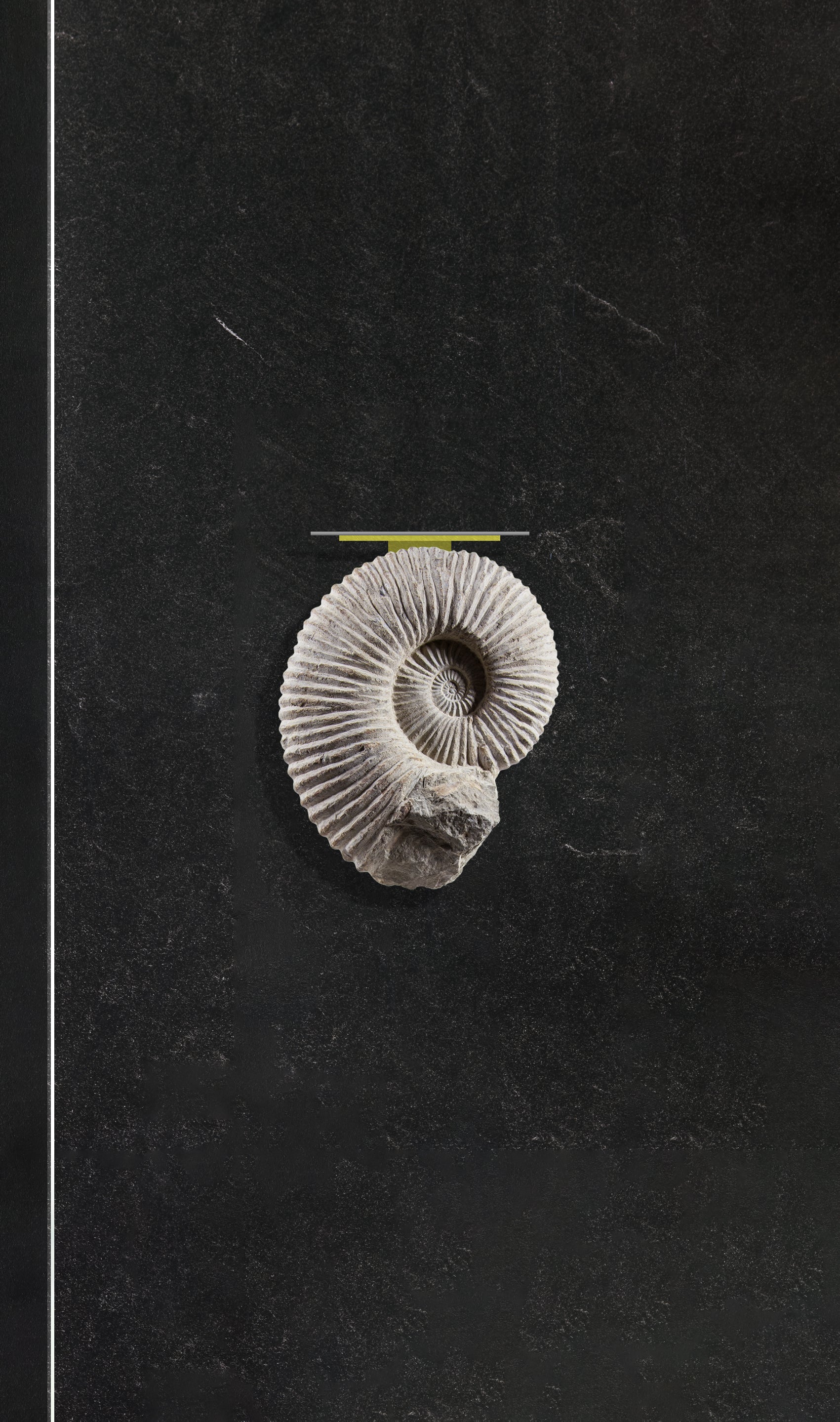 Ammonite wall table in brass and stainless steel