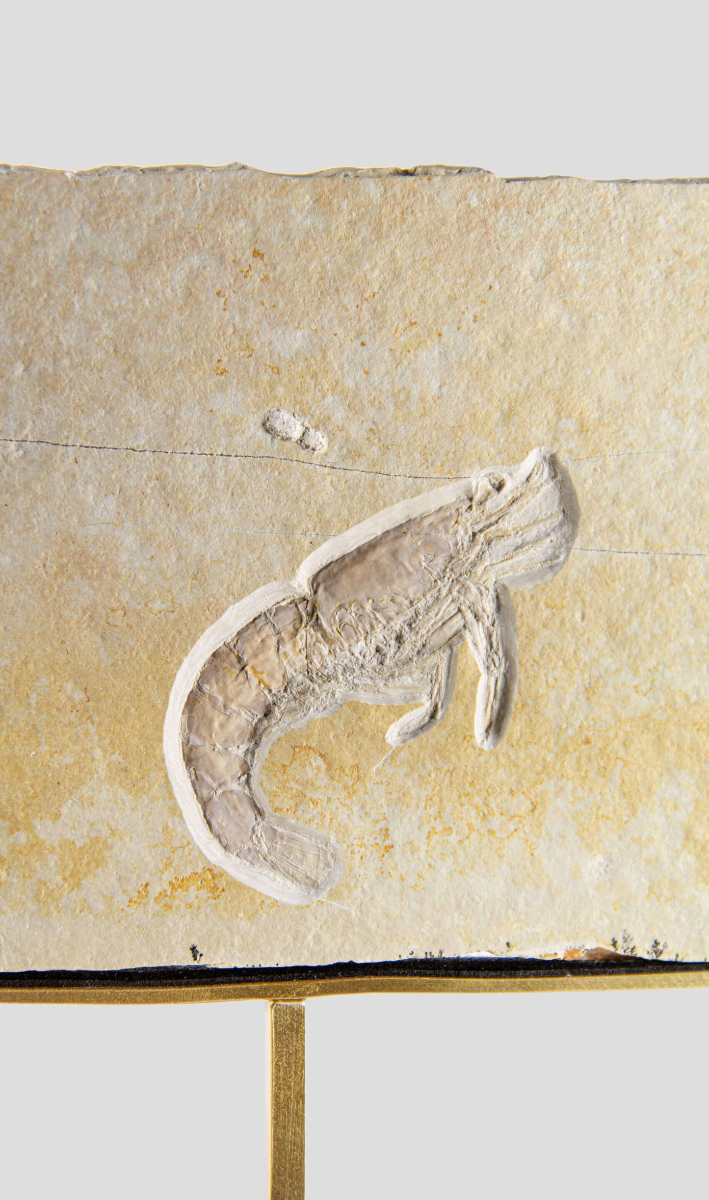 Fossil Acanthochirana Longiceps Shrimp