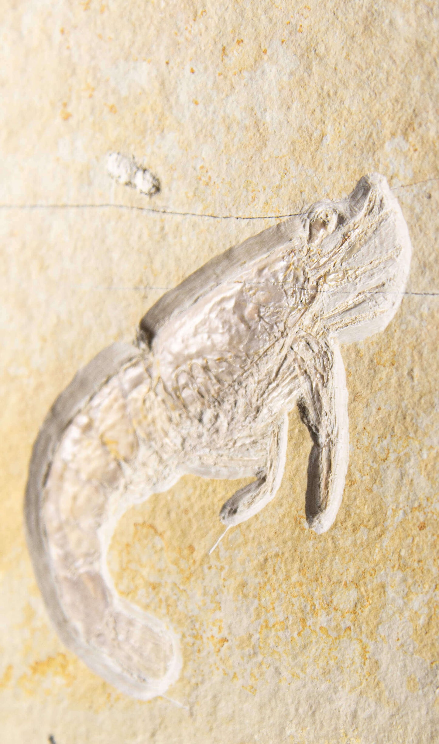 Fossil Acanthochirana Longiceps Shrimp