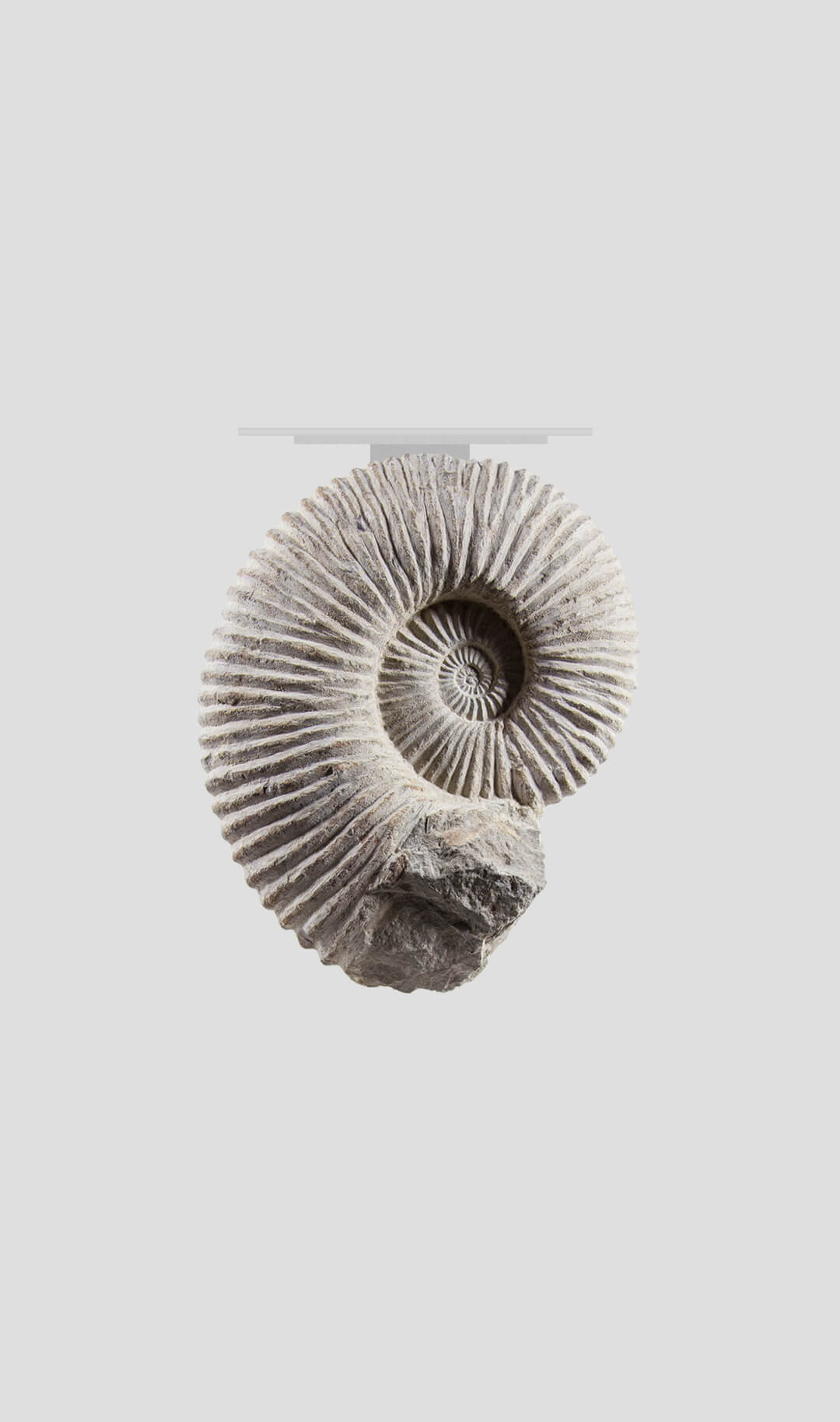 Mantelliceras Ammonite Wall Table AGA-Steel Silver