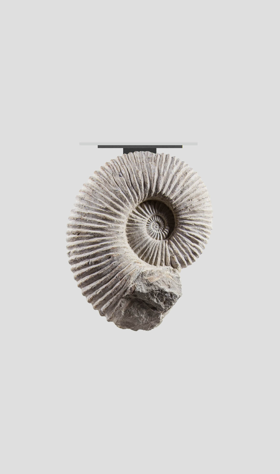 Ammonite Table