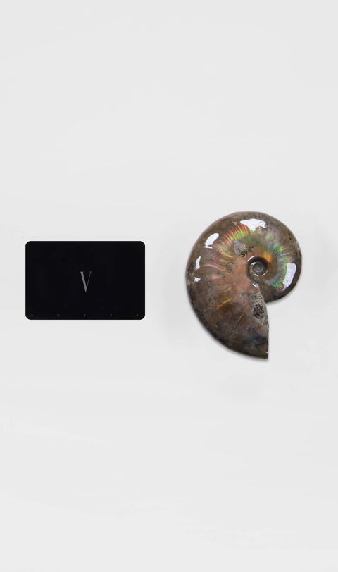 opalescent ammonite for sale at vosso@ mineral shop 20