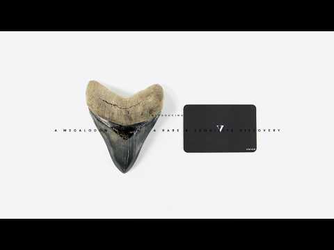 ◾ Megalodon Tooth 4.44" [RARE] 100% Complete