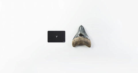 A real A grade 4.44 inch Megalodon shark tooth for sale 1