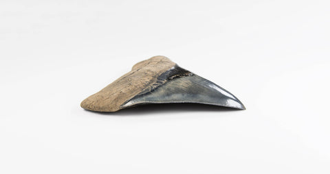 A real A grade 4.44 inch Megalodon shark tooth for sale 5