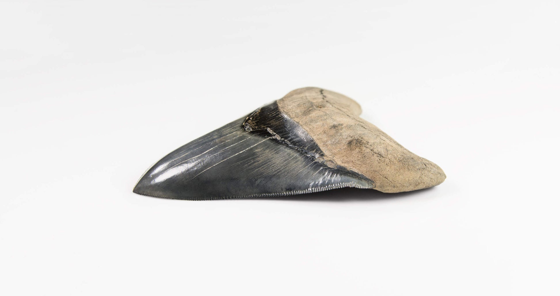 A real A grade 4.44 inch Megalodon shark tooth for sale 6