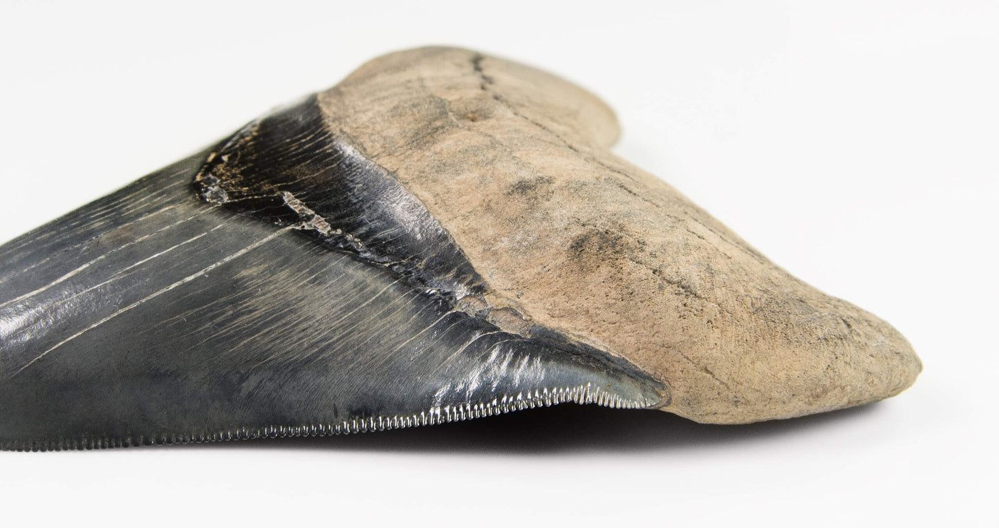 A real A grade 4.44 inch Megalodon shark tooth for sale 9