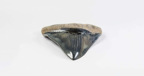 A real A grade 4.44 inch Megalodon shark tooth for sale 4